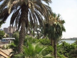 Флора по берегами Нила