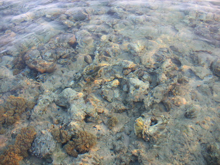 Окаменевшие кораловые рифы