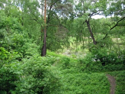 Зелень вокруг Олешек