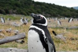 Магеланов пингвин