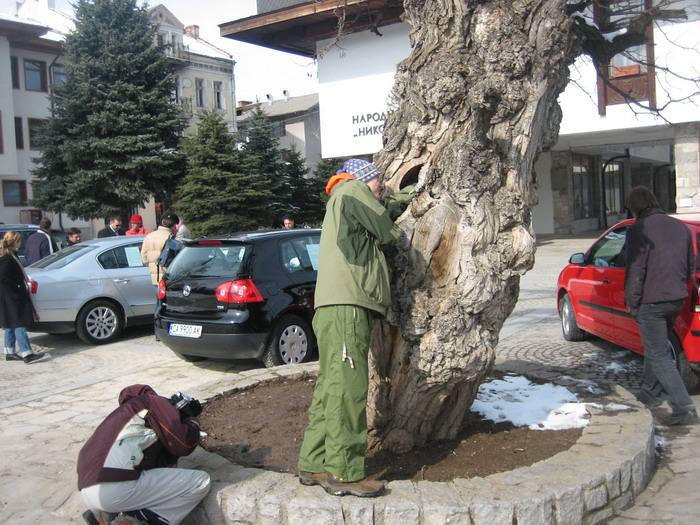 На центрально площади города Банско растет громадно дерево!